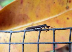 Belidae