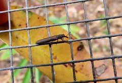 Belidae