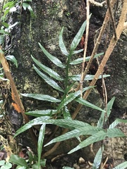 Leptochilus ellipticus