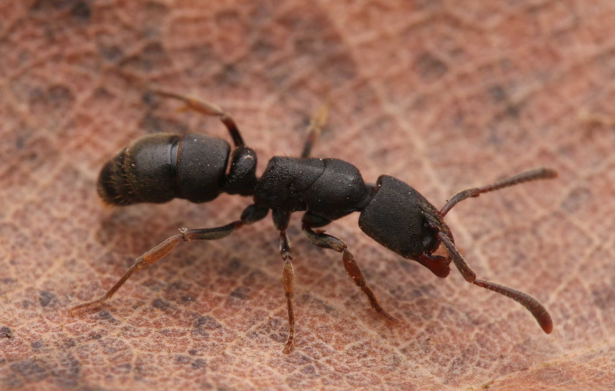 Ectomomyrmex ruficornis