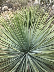 Hesperoyucca