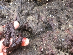 Antithamnionella pacifica