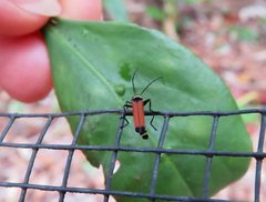 Chauliognathus atricornis