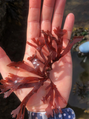 Callophyllis edentata