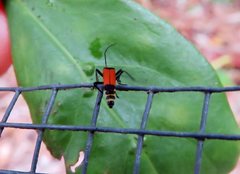Chauliognathus atricornis