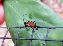 Chauliognathus atricornis