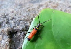 Chauliognathus atricornis