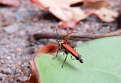 Chauliognathus atricornis