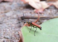 Chauliognathus atricornis