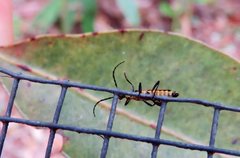Chauliognathus atricornis