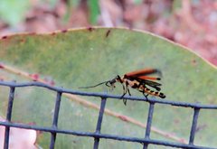 Chauliognathus atricornis