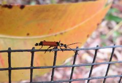 Chauliognathus atricornis