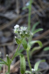 Cryptantha muricata