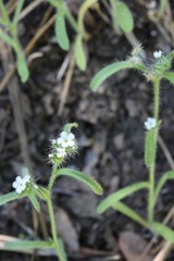 Cryptantha muricata