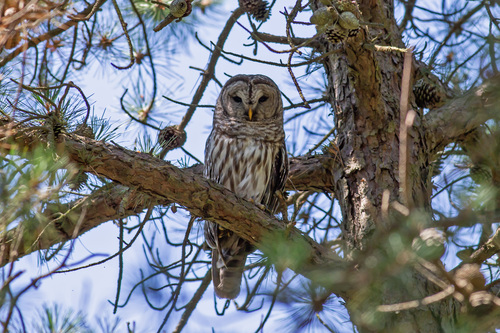 Barred Owl photographed in New Jersey