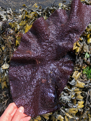 Chondracanthus