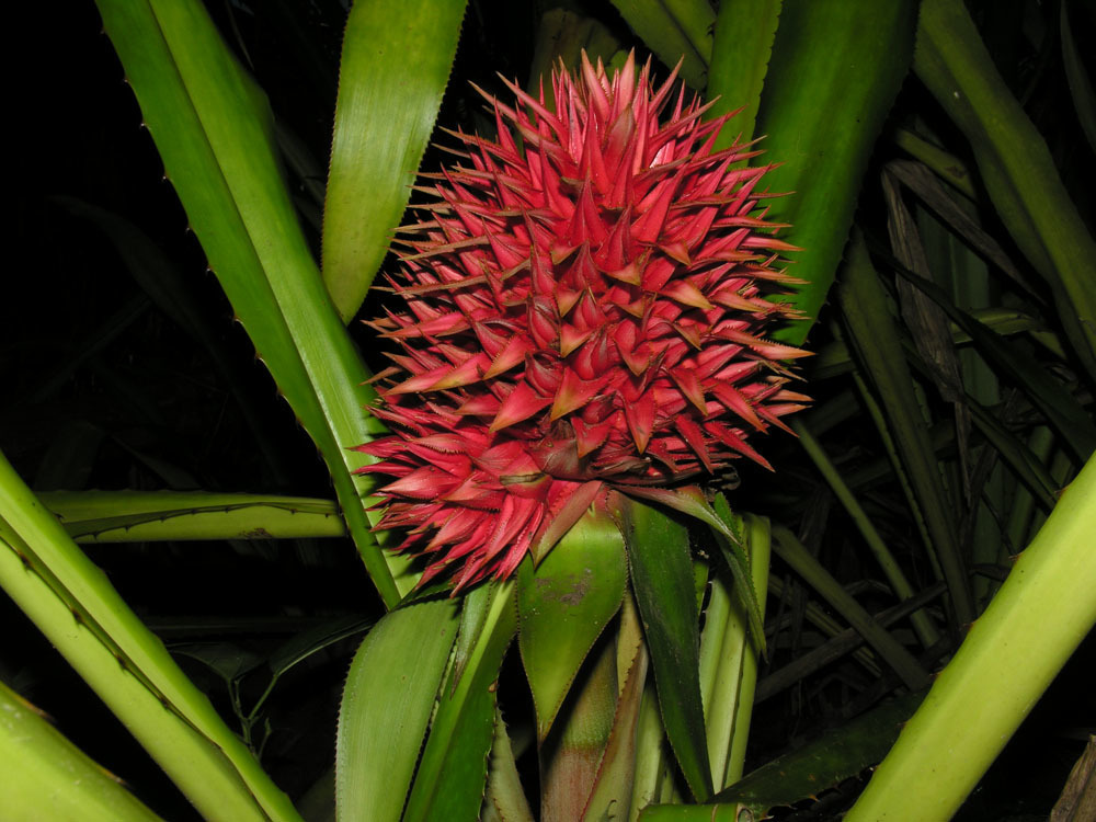 Aechmea magdalenae