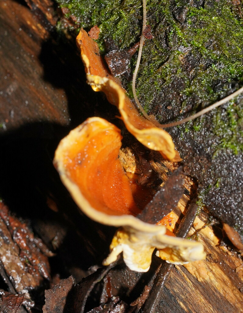 False Turkey Tail From Seaview VIC 3821 Australia On June 25 2024 At false-turkey-tail-from-seaview-vic-3821-australia-on-june-25-2024-at