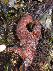 Chondracanthus