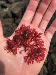 Callophyllis flabellulata