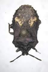 Megymenum brevicorne