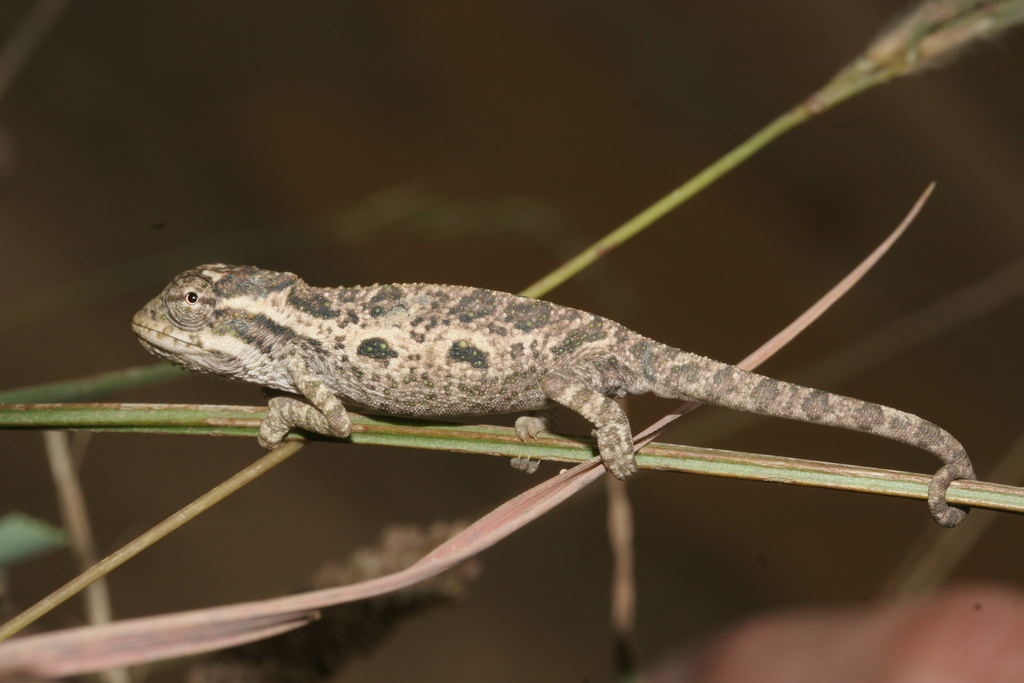 Southern African Dwarf Chameleons from Harry Gwala District ...