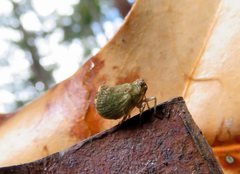Nogodinidae