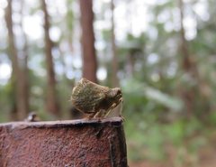 Nogodinidae