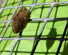 Nogodinidae