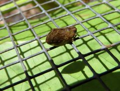 Nogodinidae