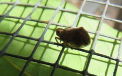 Nogodinidae