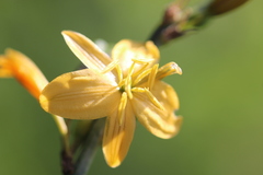 Echeandia echeandioides