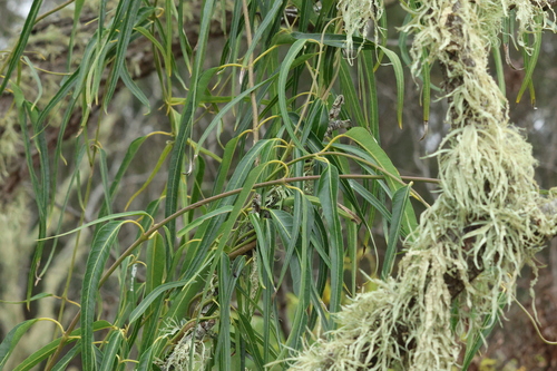 Image of Parsonsia eucalyptophylla by (c) Greg Tasney, some rights reserved (CC BY-SA)