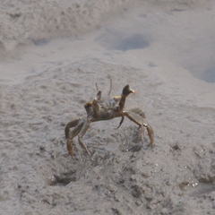 Macrophthalmus setosus