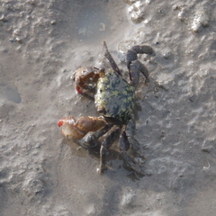 Parasesarma erythodactylum