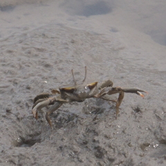 Macrophthalmus setosus