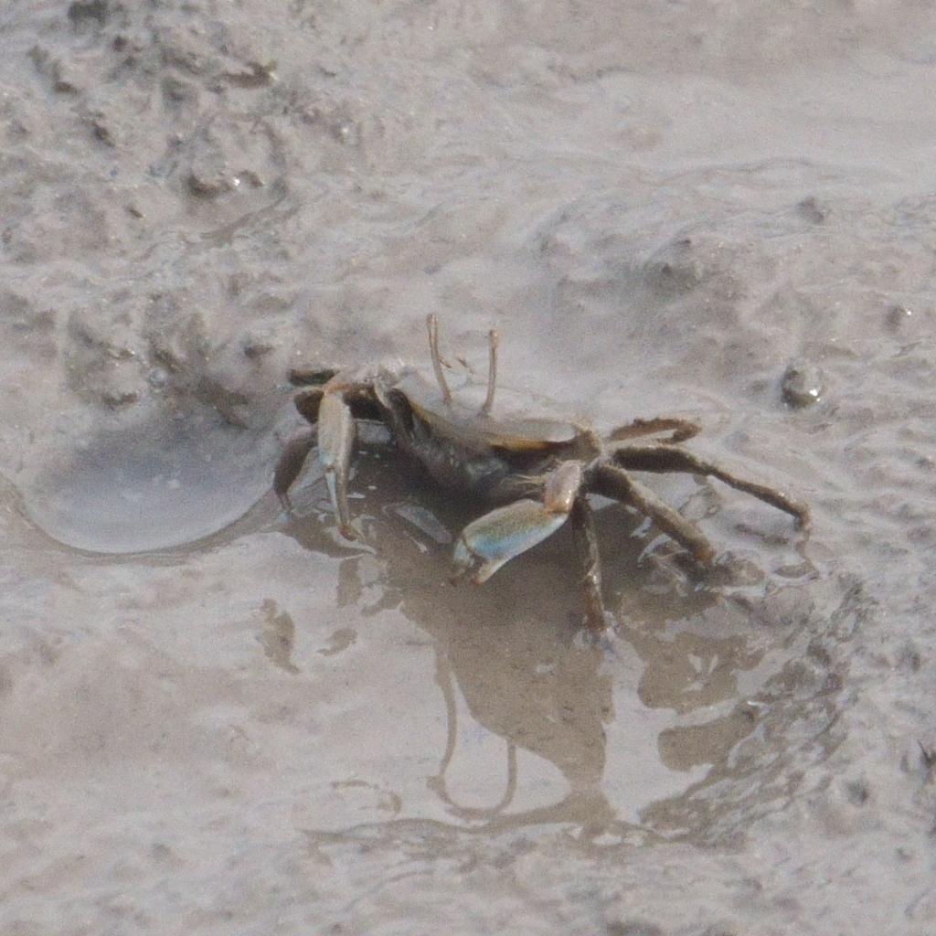 Mudflat Sentinel Crab