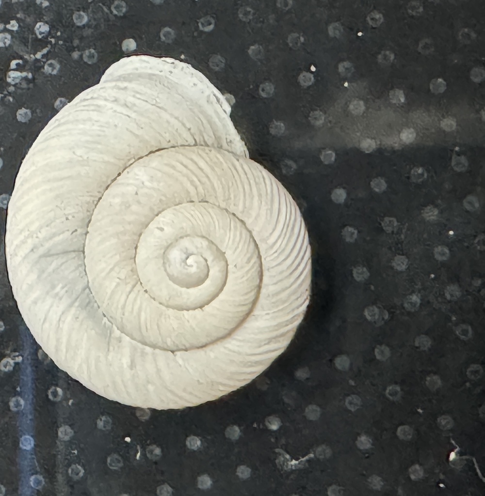 Basedowena elfina