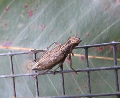 Temnosternus planiusculus