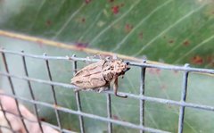 Temnosternus planiusculus