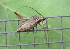 Temnosternus planiusculus