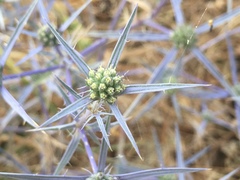 Eryngium creticum