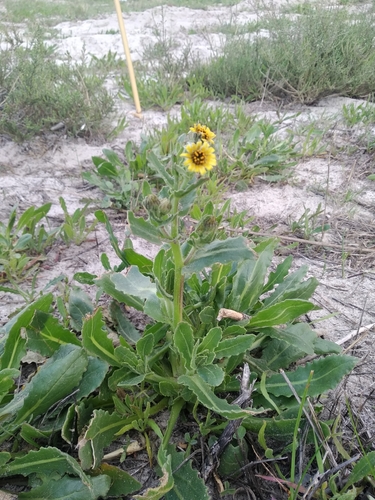Image of Osteospermum monstrosum by (c) De Waal Hugo, some rights reserved (CC BY)