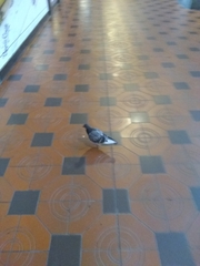 Columba livia domestica