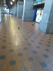 Columba livia domestica