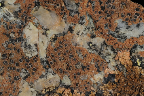 Ingvariella bispora