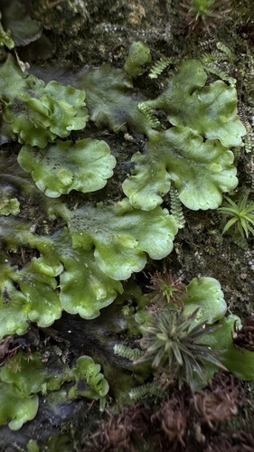 pobrežnica Neesova (Pellia neesiana)