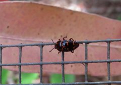 Episcaphula tamburinea