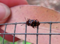 Episcaphula tamburinea