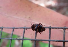 Episcaphula tamburinea